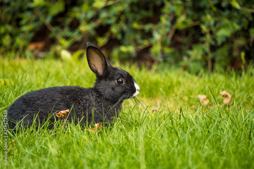 cute black bunny with white nose eating grasses on the green field cute black bunny with white nose eating grasses on the green field