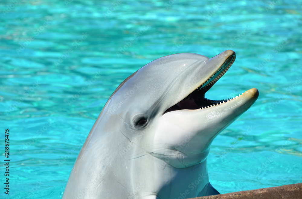 Fototapeta premium Smiling Dolphin