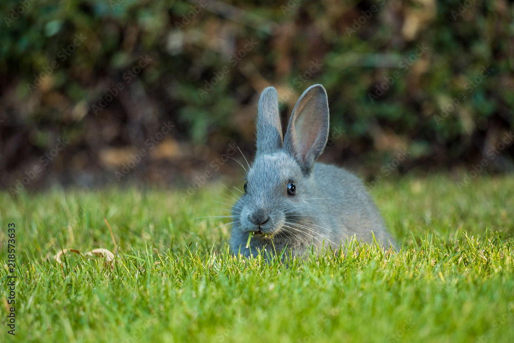 cute grey bunny eating grasses on the green field cute grey bunny eating grasses on the green field