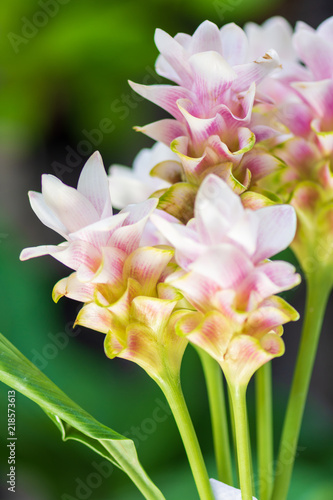 Bouquet of Siam Tulip. © 418studio