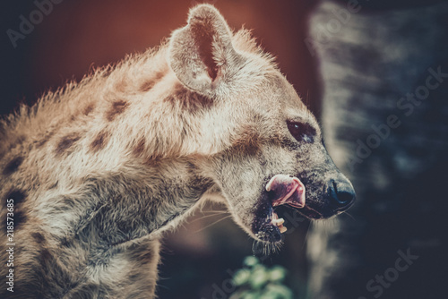 Photo A spotted hyena licking its lips after eat