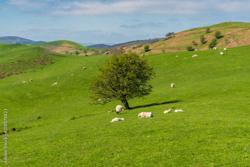 Shropshire landscape and some sheep on a meadow at the Stiperstones National Nature Reserve, England, UK Shropshire landscape and some sheep on a meadow at the Stiperstones National Nature Reserve, England, UK