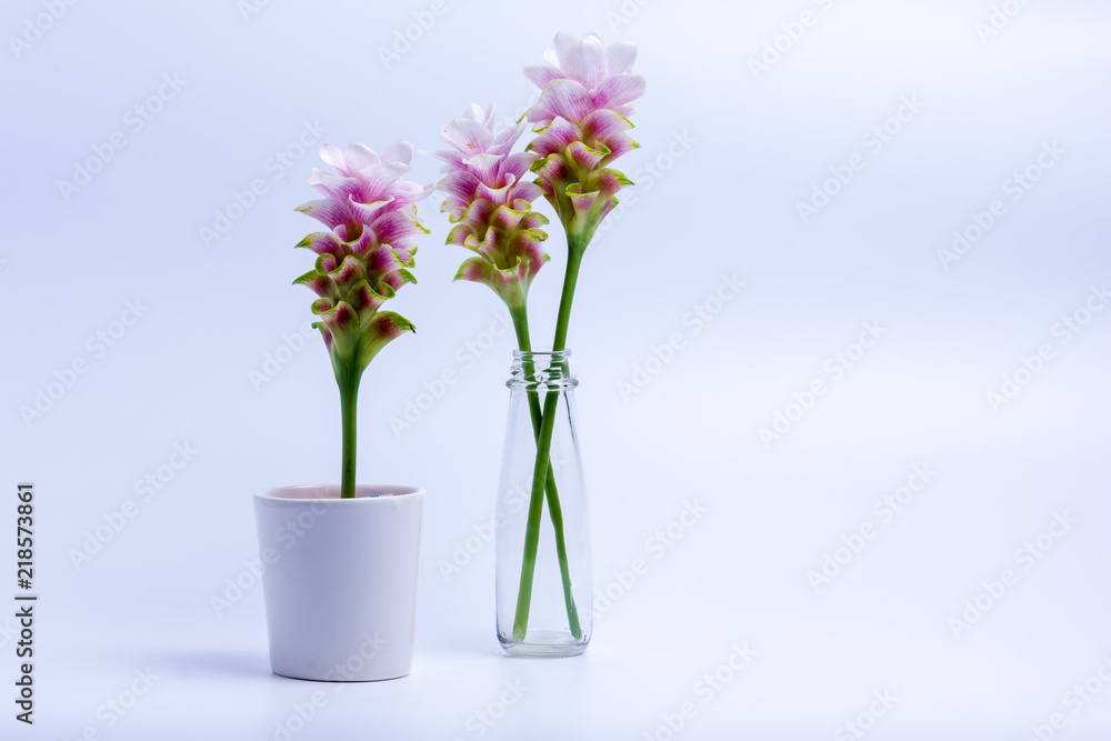 Siam Tulip place in a glass. Siam Tulip place in a glass.