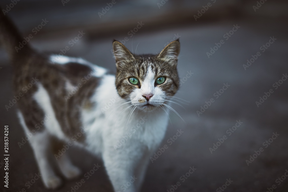 Homeless cat with bright green eyes