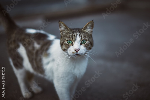 Homeless cat with bright green eyes