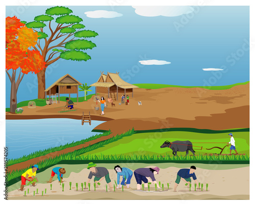 farmer transplant rice seeding vector design