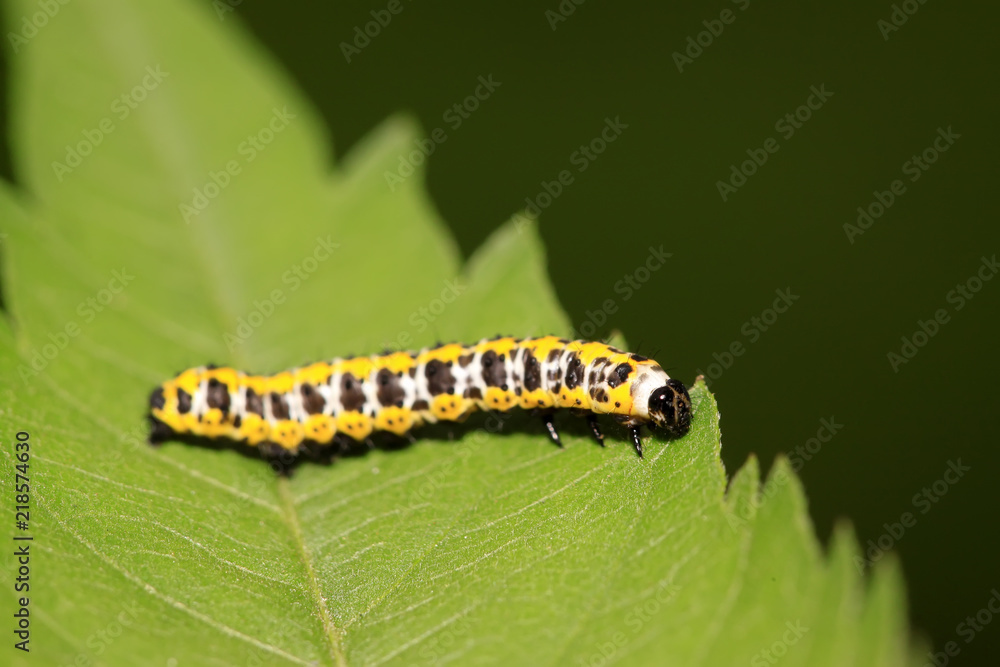 lettuce winter moth larvae