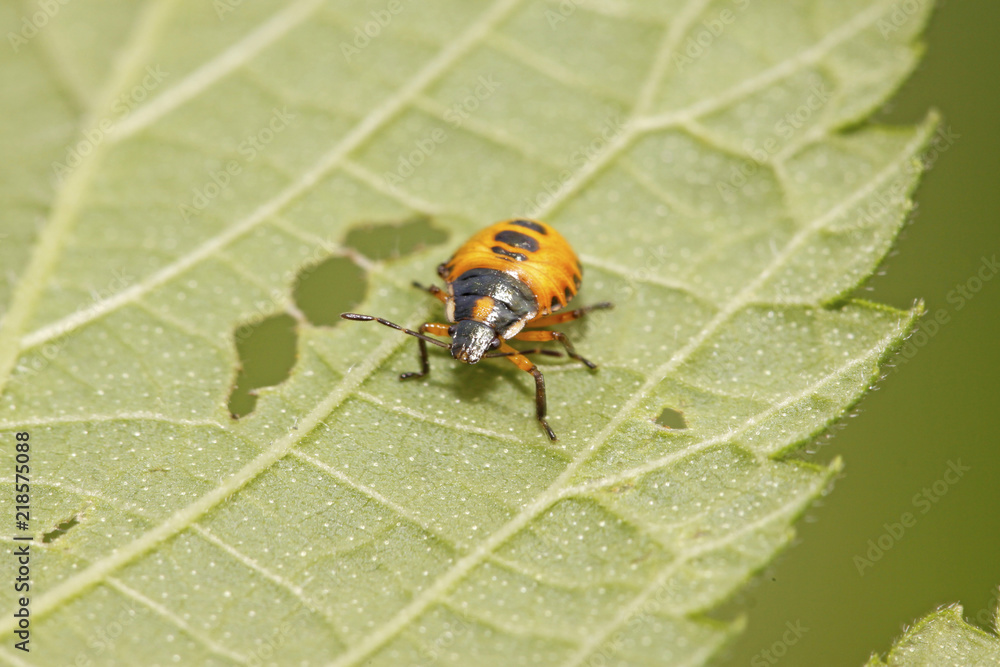stinkbug larvae on green leaf stinkbug larvae on green leaf