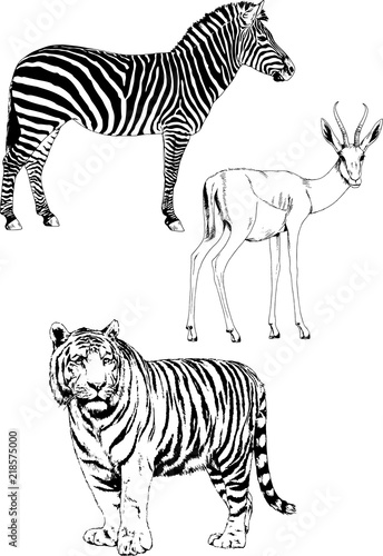set of vector drawings of various animals  hand-drawn ink