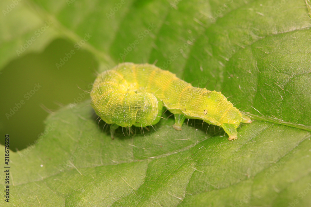 Fototapeta premium green meat worm on green leaf