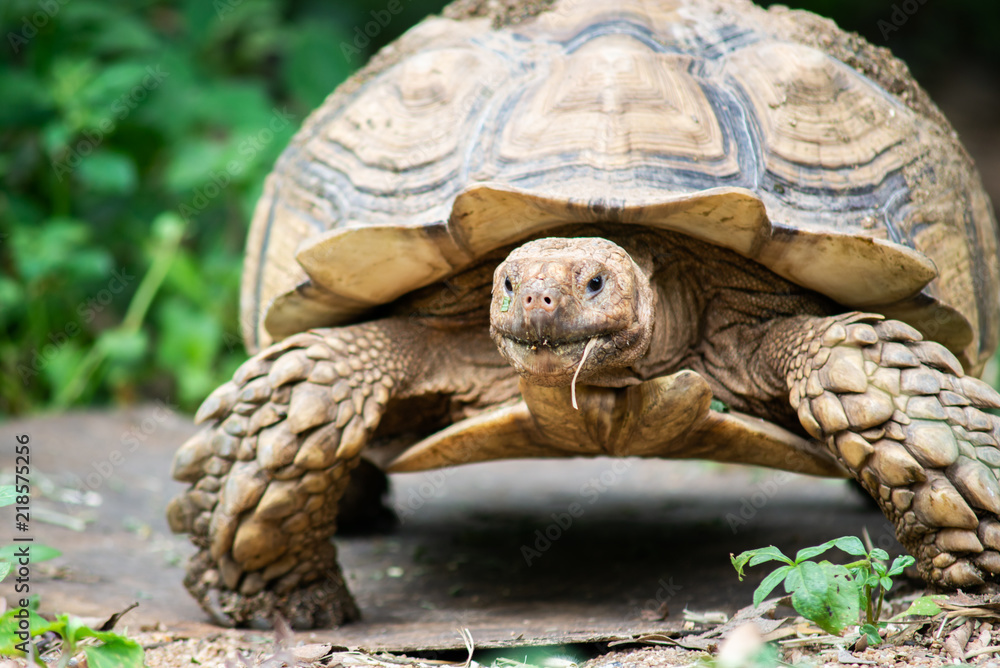 Sulcata tortoise