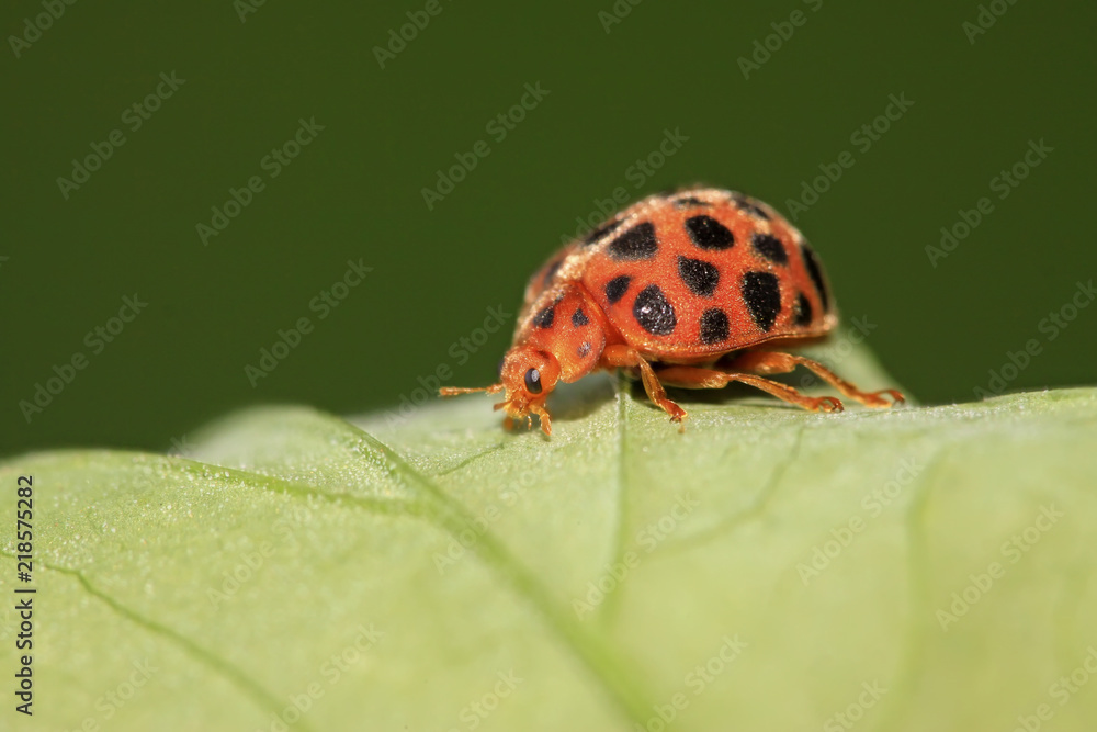ladybug ladybug