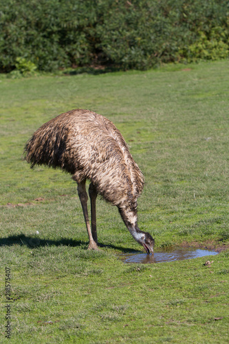 Emu Bending to Drink
