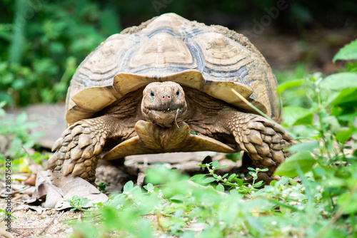 Foto Sulcata tortoise