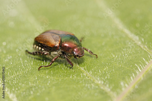 dung beetles © YuanGeng