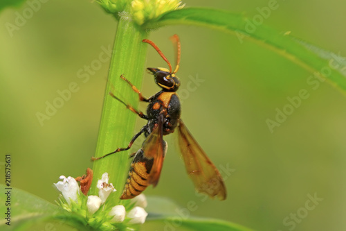 hornet flower-counting in the wild