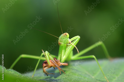 mantis perched on the leaves