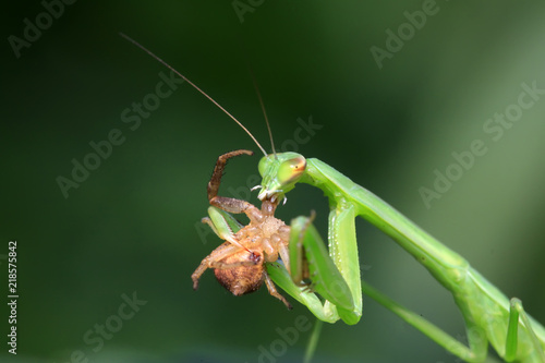 mantis perched on the leaves