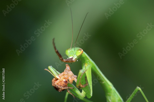 mantis perched on the leaves