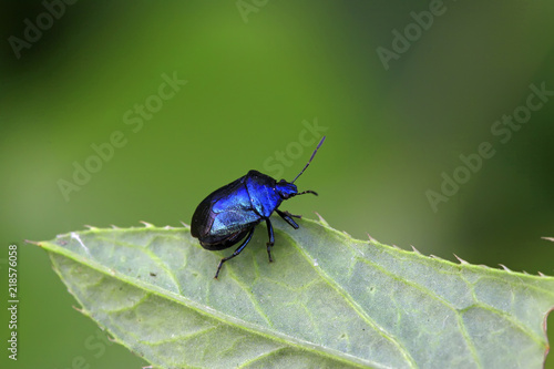 purple stinkbug on green leaf © YuanGeng
