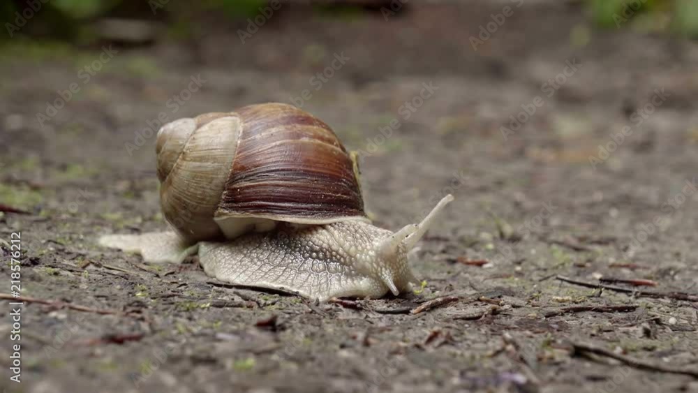 Close up of snail (Helix pomatia) crawling on the forest path. Time lapse, day. Europe. Close up of snail (Helix pomatia) crawling on the forest path. Time lapse, day. Europe.