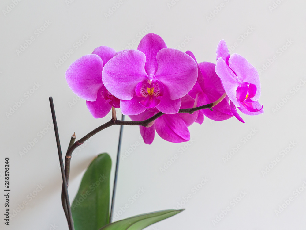 Obraz premium Kwitnąca różowa orchidea Phalaenopsis