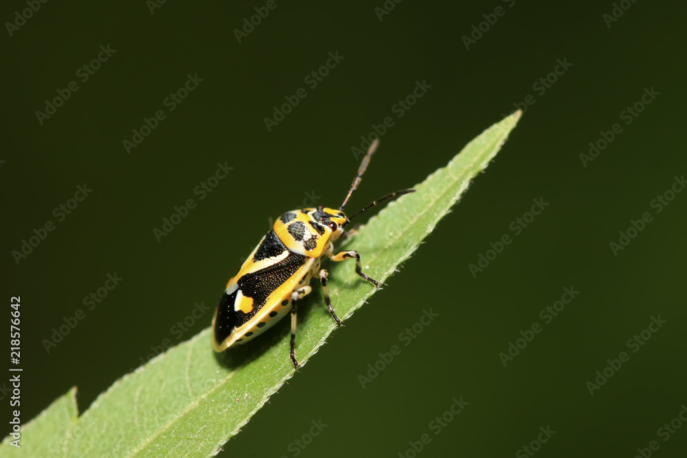 Fototapeta premium stinkbug on green leaf