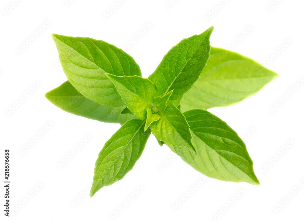 Fresh green basil leaves isolated on white. Basil herb leaf. Fresh green basil leaves isolated on white. Basil herb leaf.