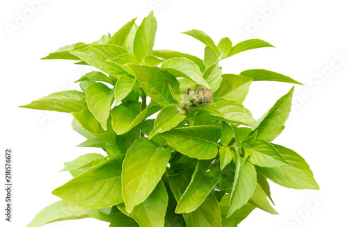 Fresh green basil leaves isolated on white. Basil herb leaf.