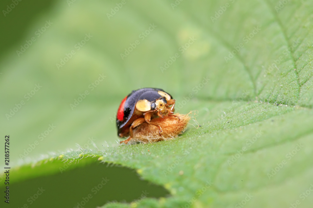 Non-blue ladybug Non-blue ladybug