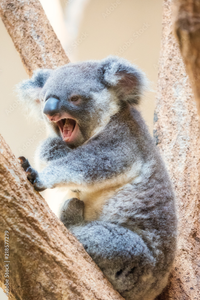 Naklejka premium 口を開けるコアラ