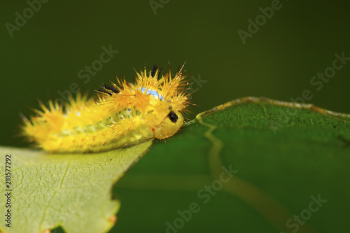 thorn moth larvae photo