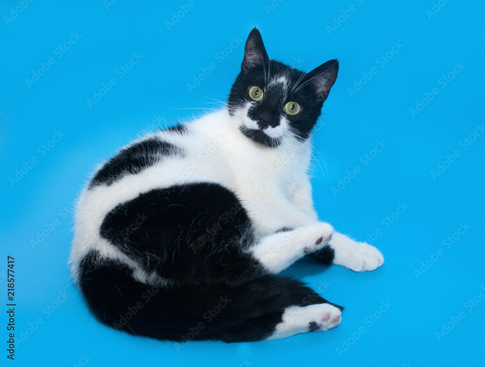 Black and white cat lies on blue