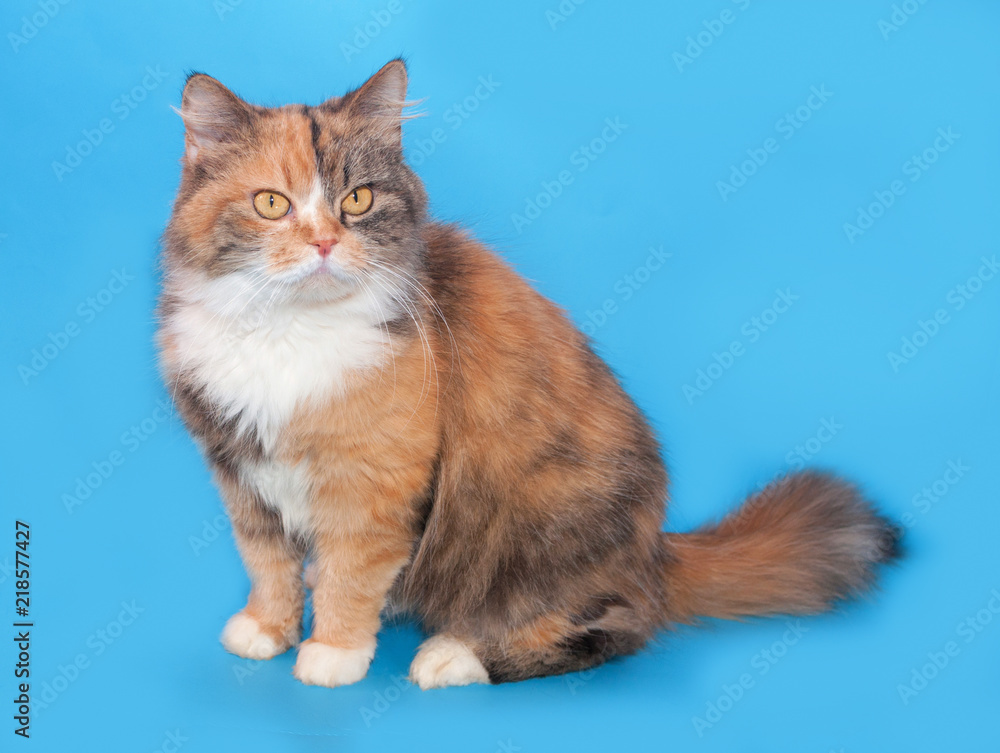 Tricolor fluffy cat sitting on blue