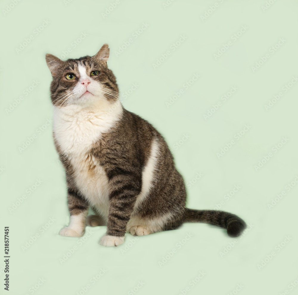 Old striped and white cat sitting on green