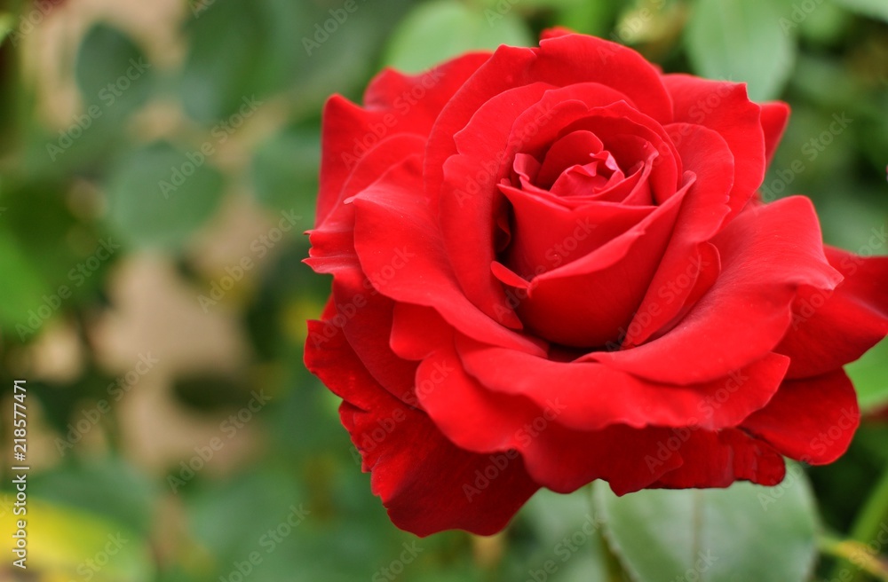 Red rose on natural green background, closeup, selective focus, copy space Red rose on natural green background, closeup, selective focus, copy space