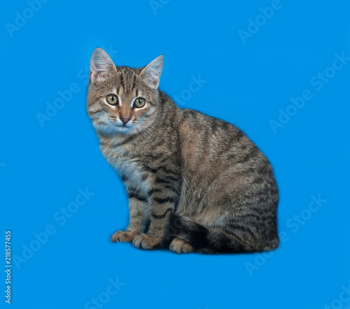 Tabby kitten sitting on blue