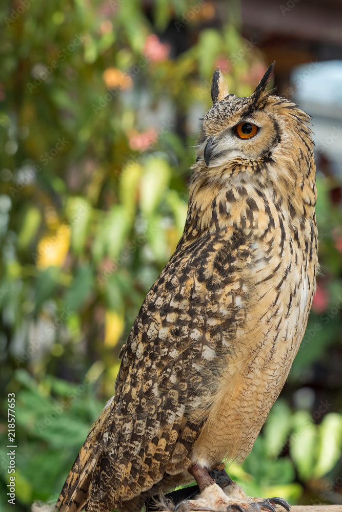 Obraz premium 横を向いたベンガルワシミミズク