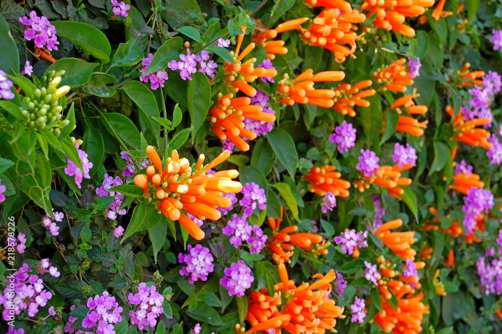 Obraz premium Colorful flowers blooming in Spring in Taiwan