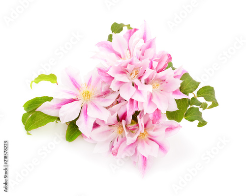 Clematis flowers bunch isolated.