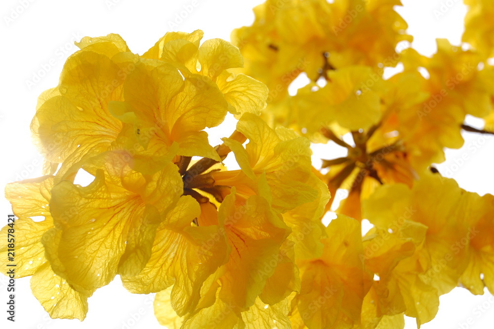 Obraz premium Colorful flowers blooming in Spring in Taiwan