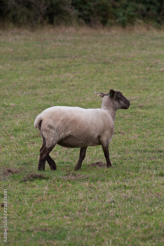 A Ewe Sheep in rural North Wales A Ewe Sheep in rural North Wales