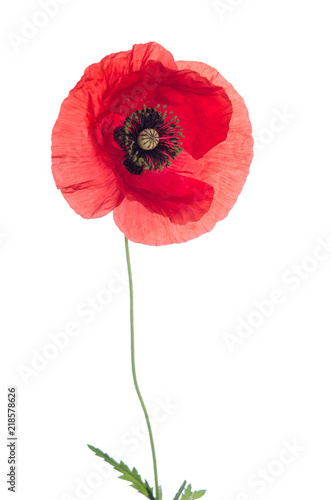 Fototapeta Naklejka Na Ścianę i Meble -  red poppy isolated on white background