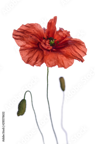 Fototapeta Naklejka Na Ścianę i Meble -  red poppy isolated on white background