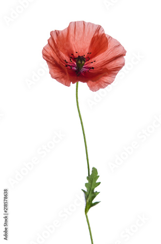Fototapeta Naklejka Na Ścianę i Meble -  red poppy isolated on white background