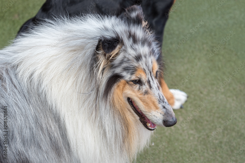 Long haired Collie.