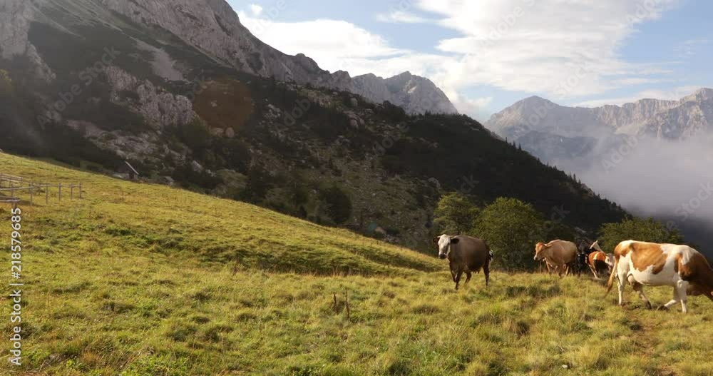 Free range cattle at pasture in beautiful mountain landscape, National park Sutjeska, Republic Bosnia and Herzegovina Free range cattle at pasture in beautiful mountain landscape, National park Sutjeska, Republic Bosnia and Herzegovina