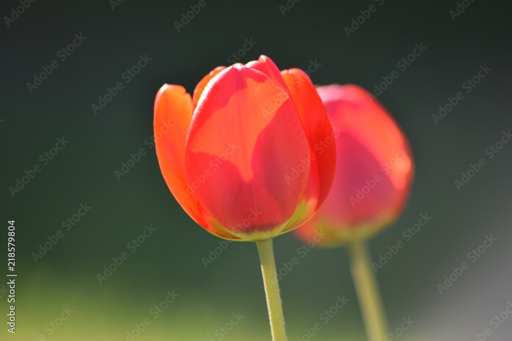 Fototapeta premium Macro tulips
