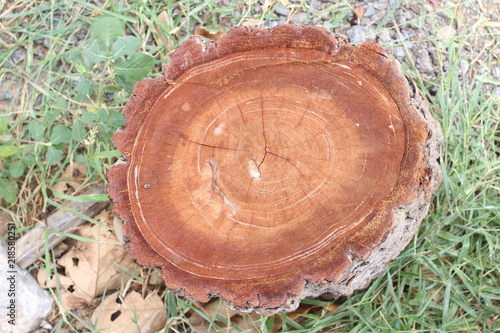 old tree stump in the park
