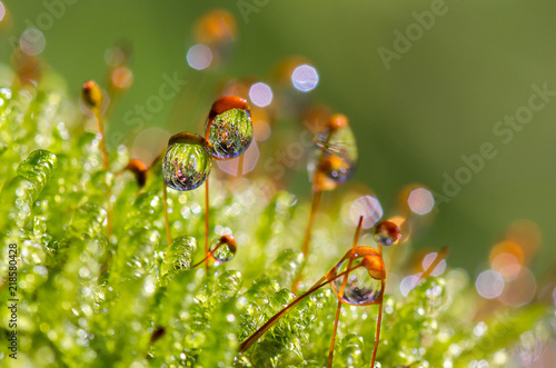 Fényképezés drops of morning dew on the plant stem